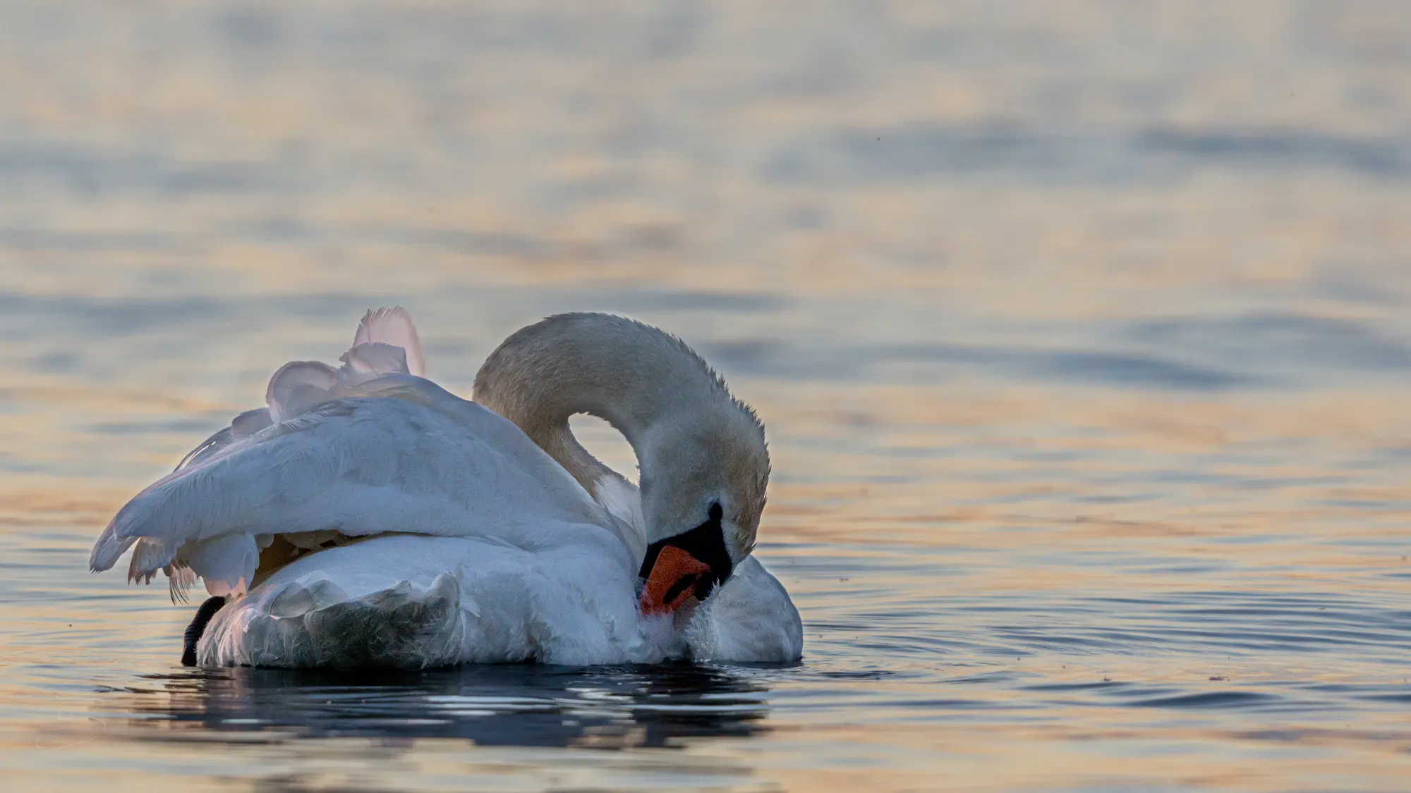 Cygne tuberculé (Cygnus olor)