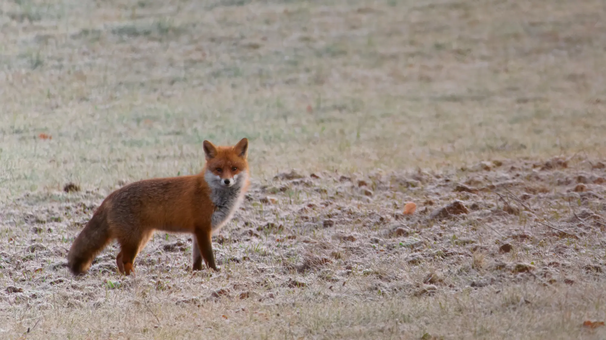 Renard roux (Vulpes vulpes)