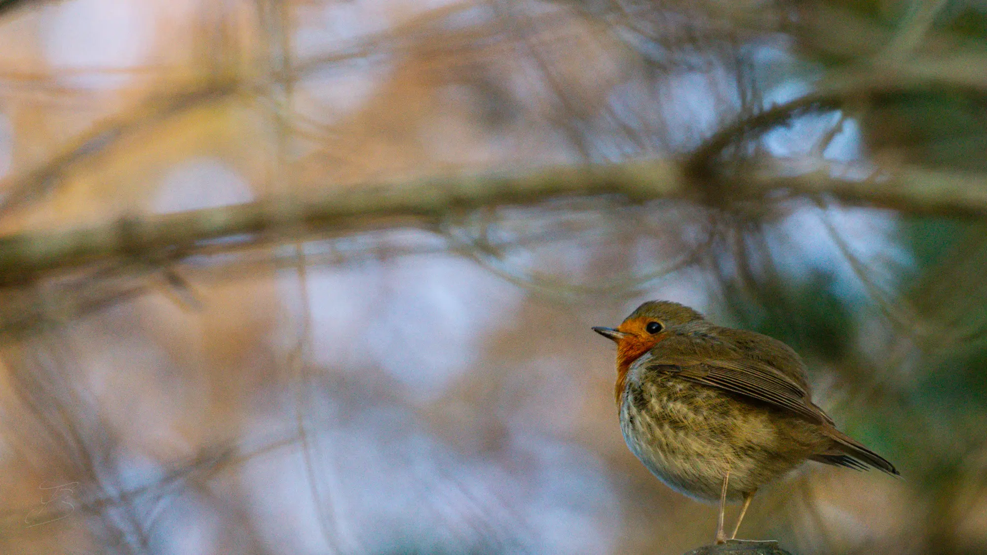 Rougegorge familier (Erithacus rubecula)