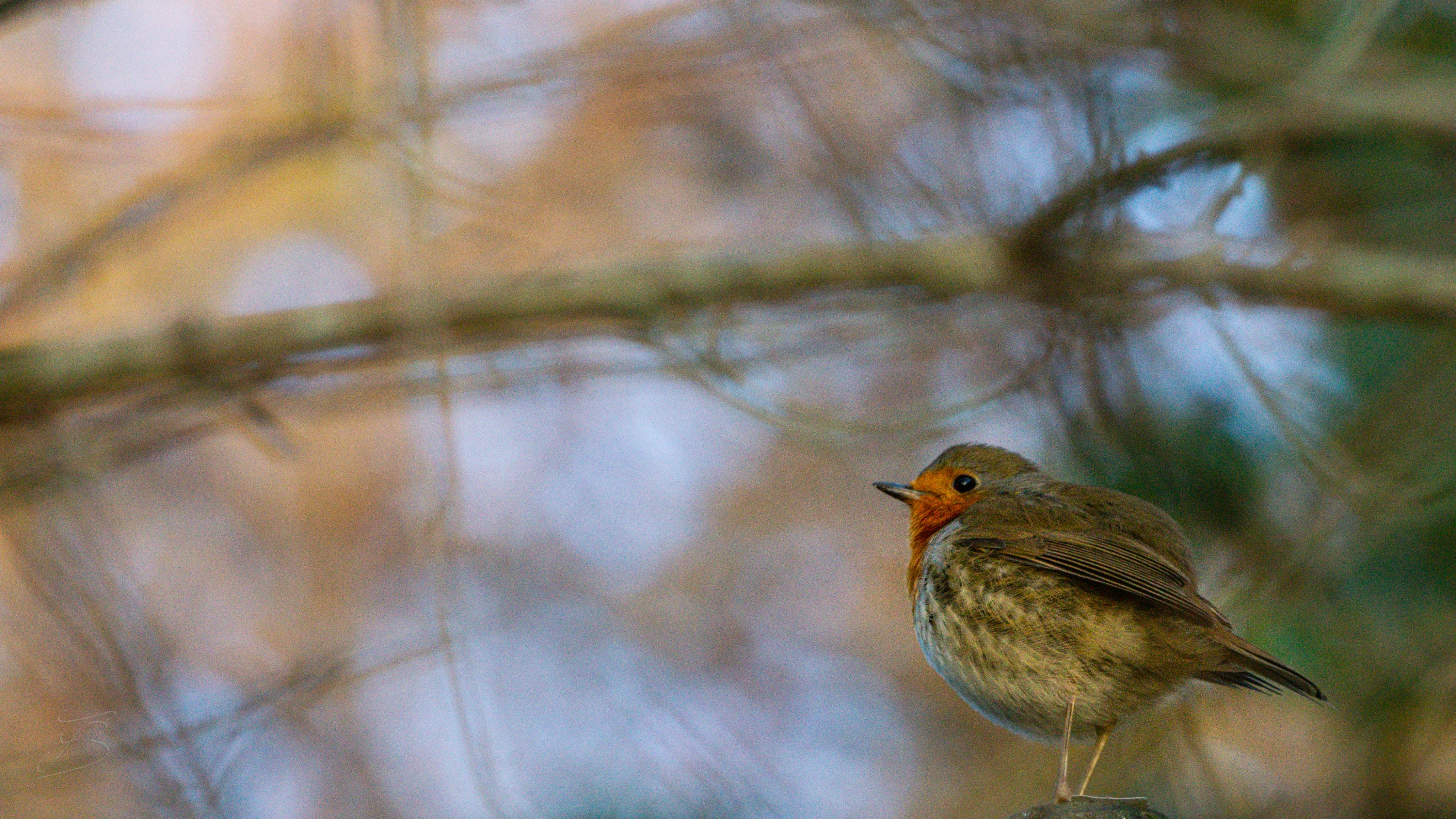 Rougegorge familier (Erithacus rubecula)