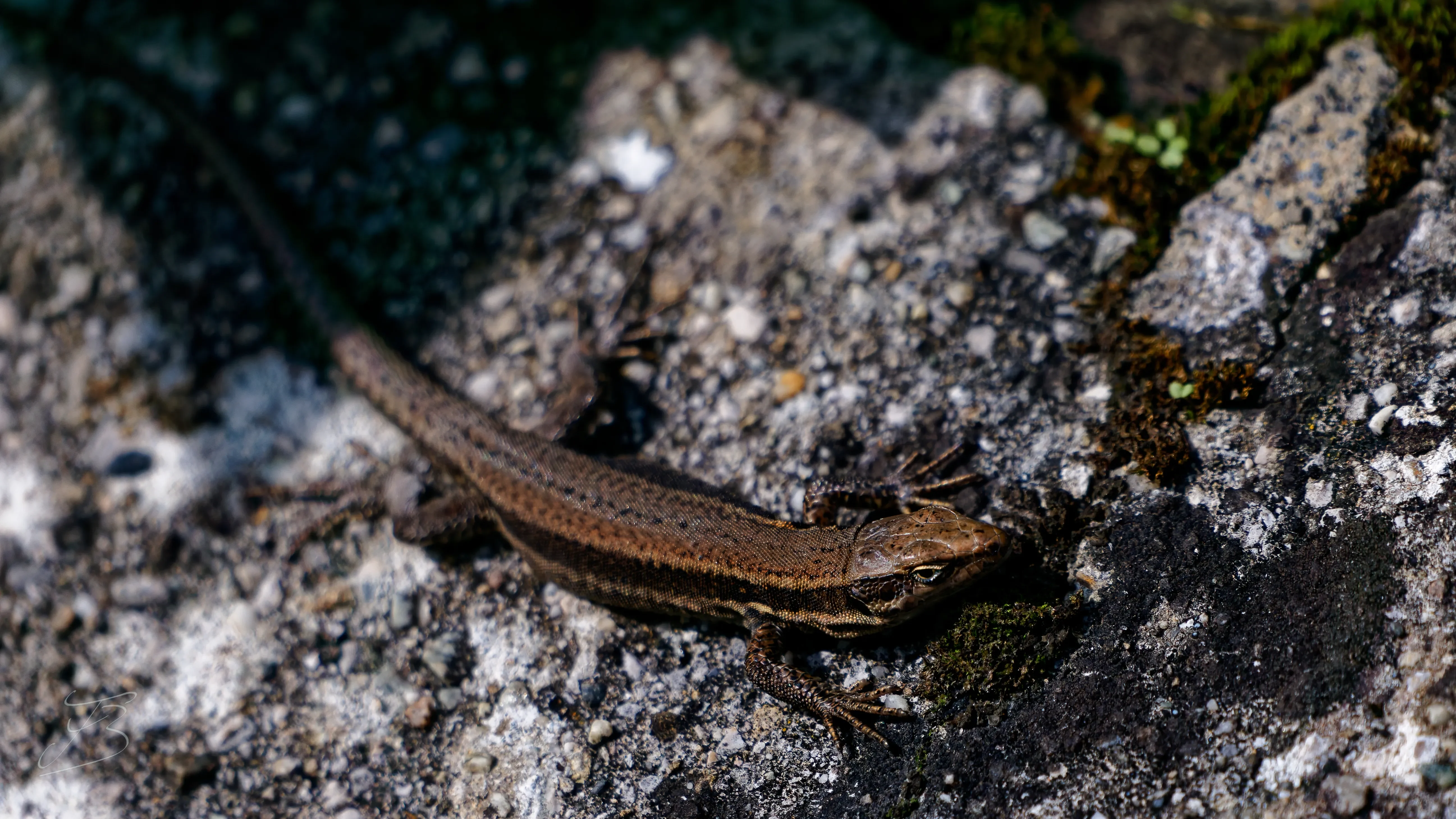 Lézard des murailles (Podarcis muralis)