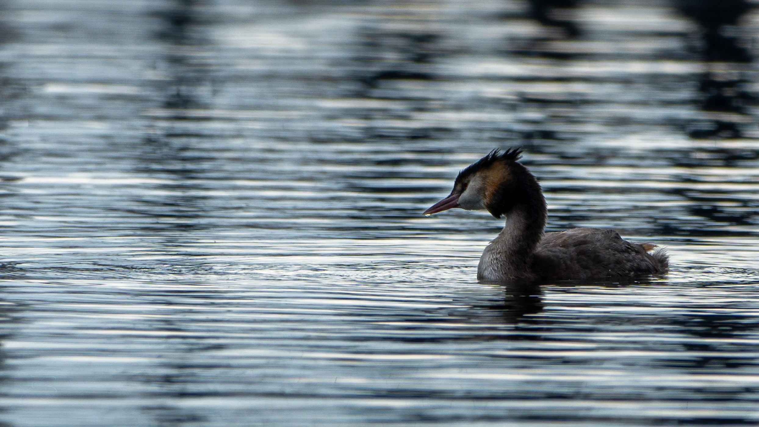 Grèbe huppé (Podiceps cristatus)