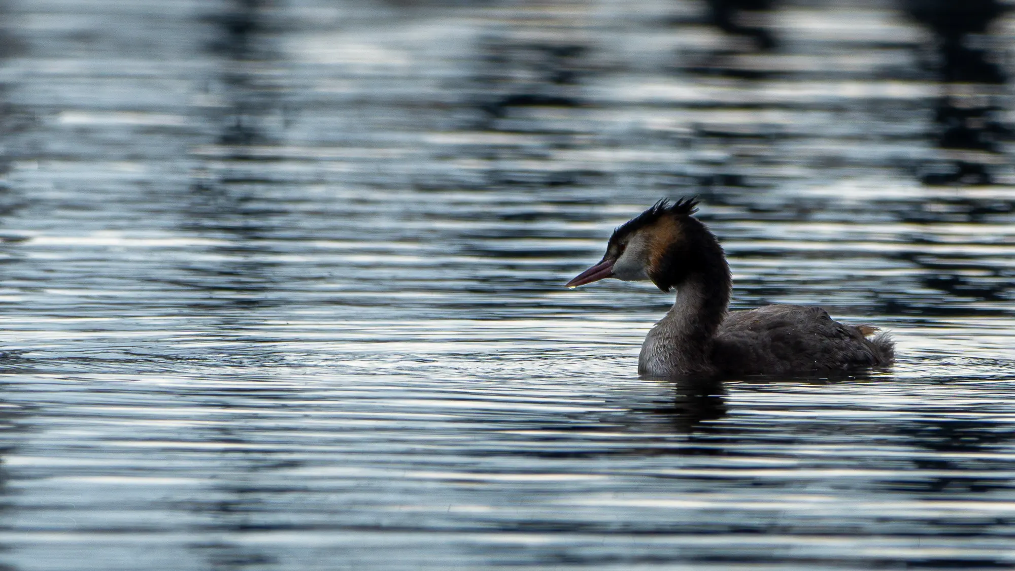 Grèbe huppé (Podiceps cristatus)