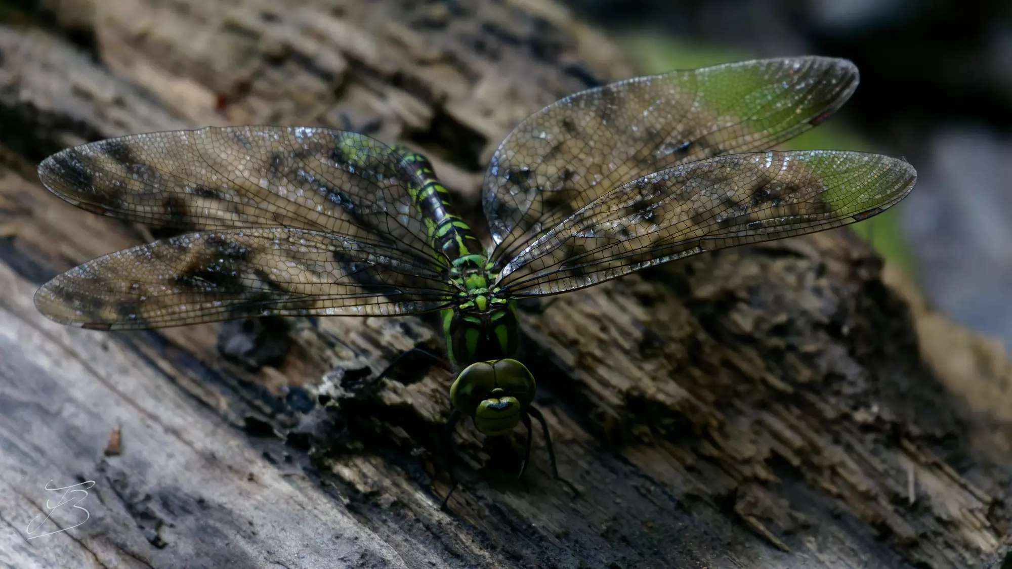 Aeschne bleue (Aeshna cyanea)