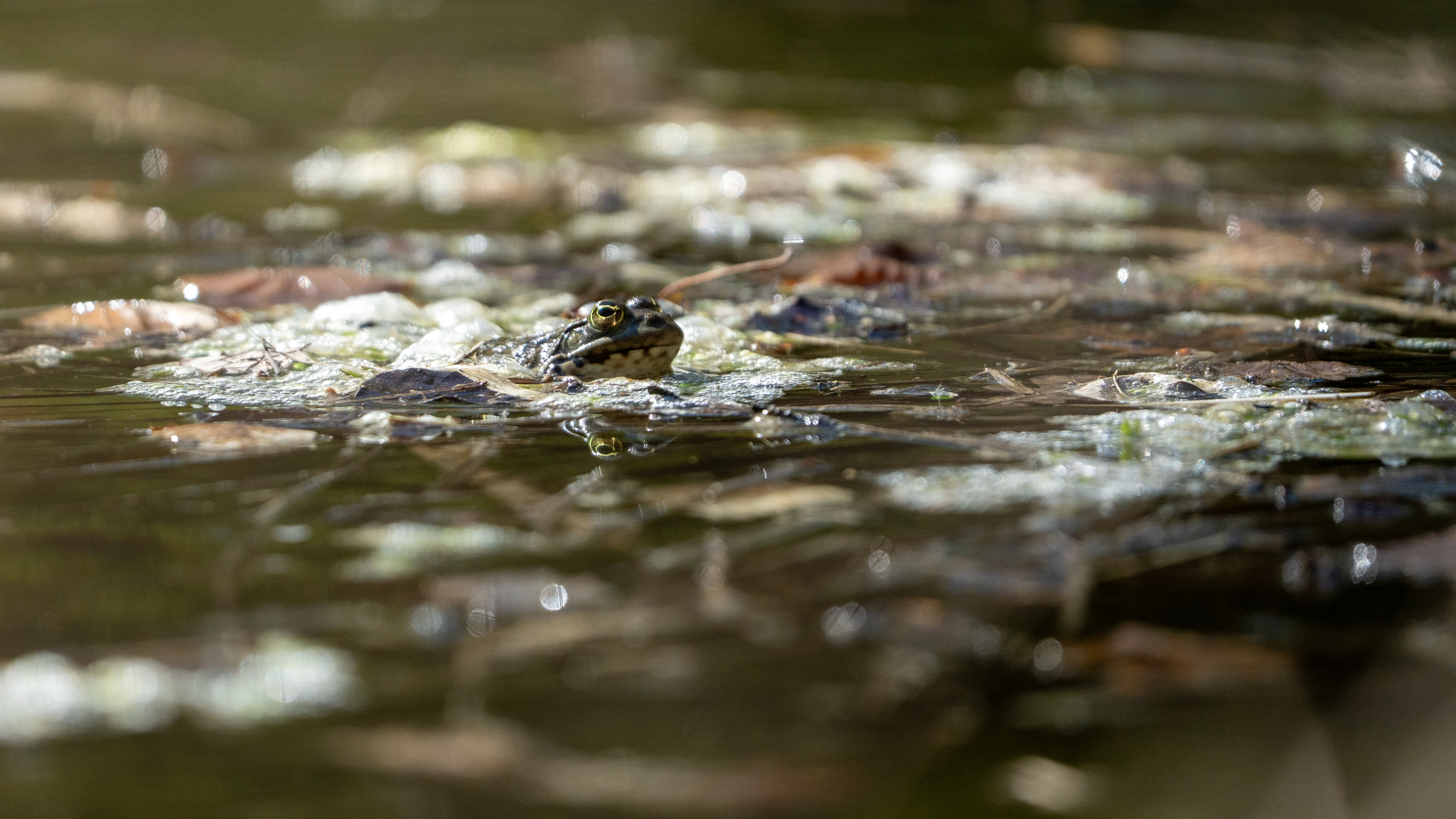 Grenouille rieuse (Pelophylax ridibundus)