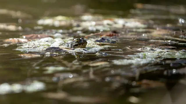 Grenouille rieuse (Pelophylax ridibundus)