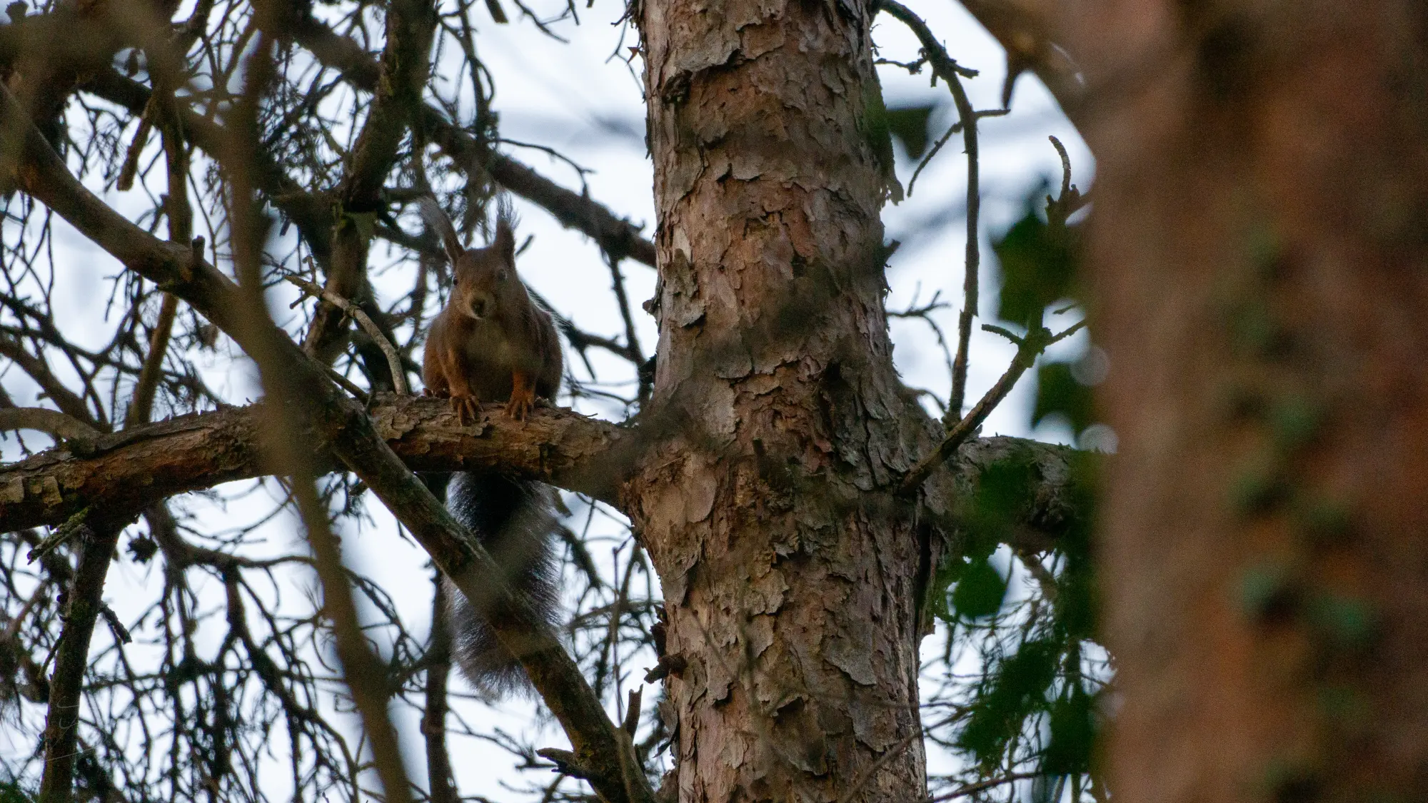 Écureuil roux (Sciurus vulgaris)