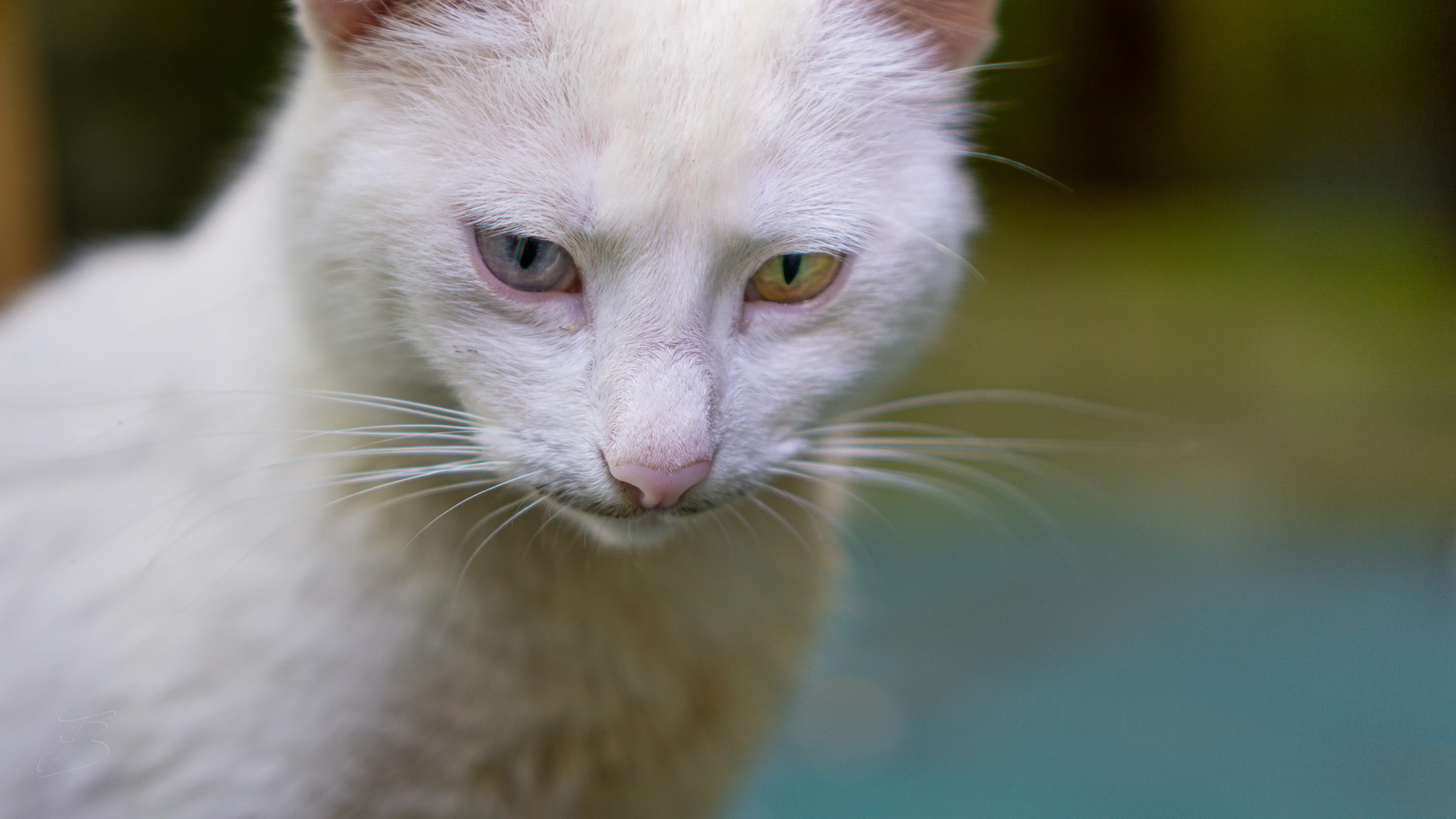 Chat domestique (Felis catus)