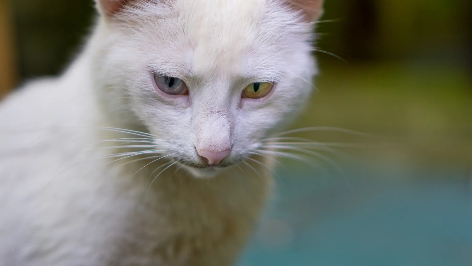 Chat domestique (Felis catus)