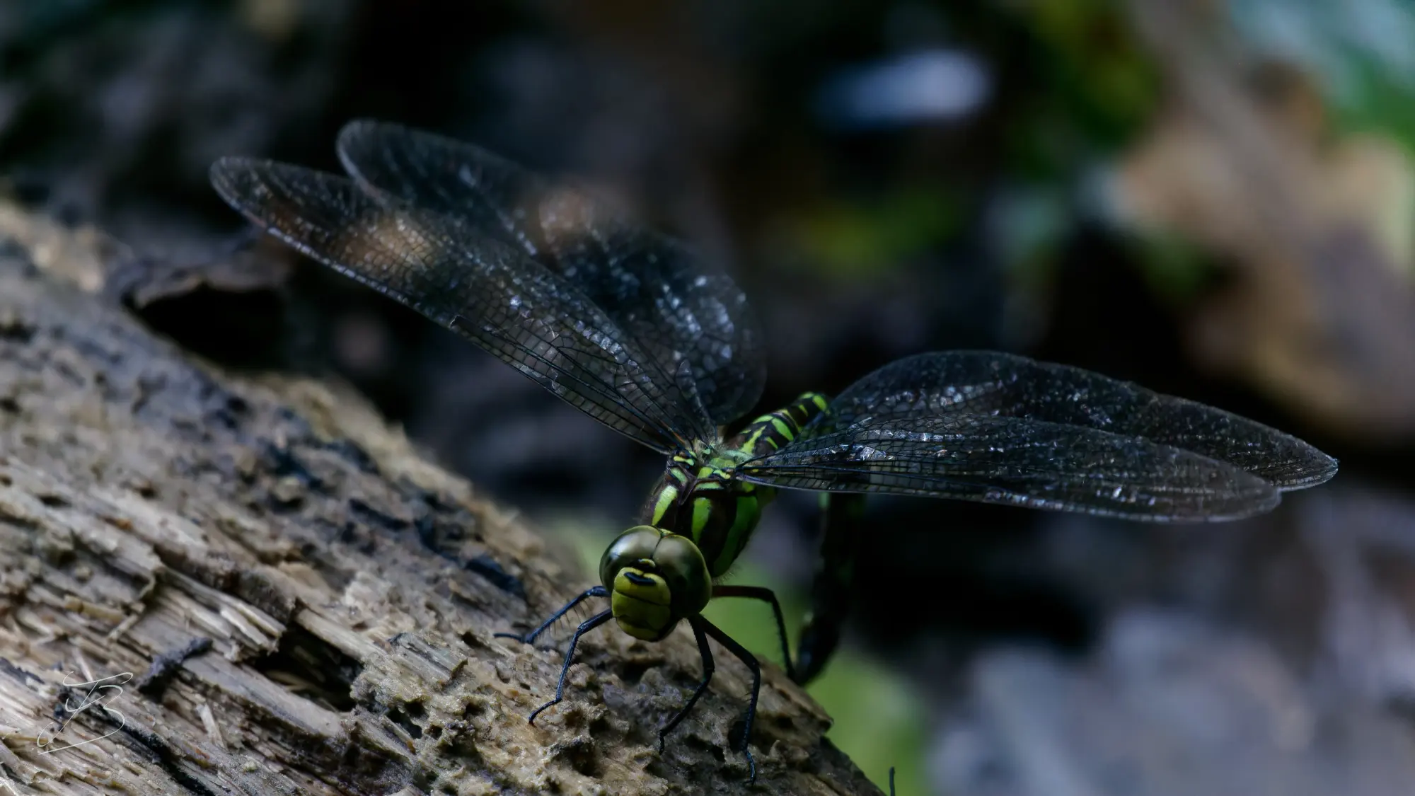 Aeschne bleue (Aeshna cyanea)