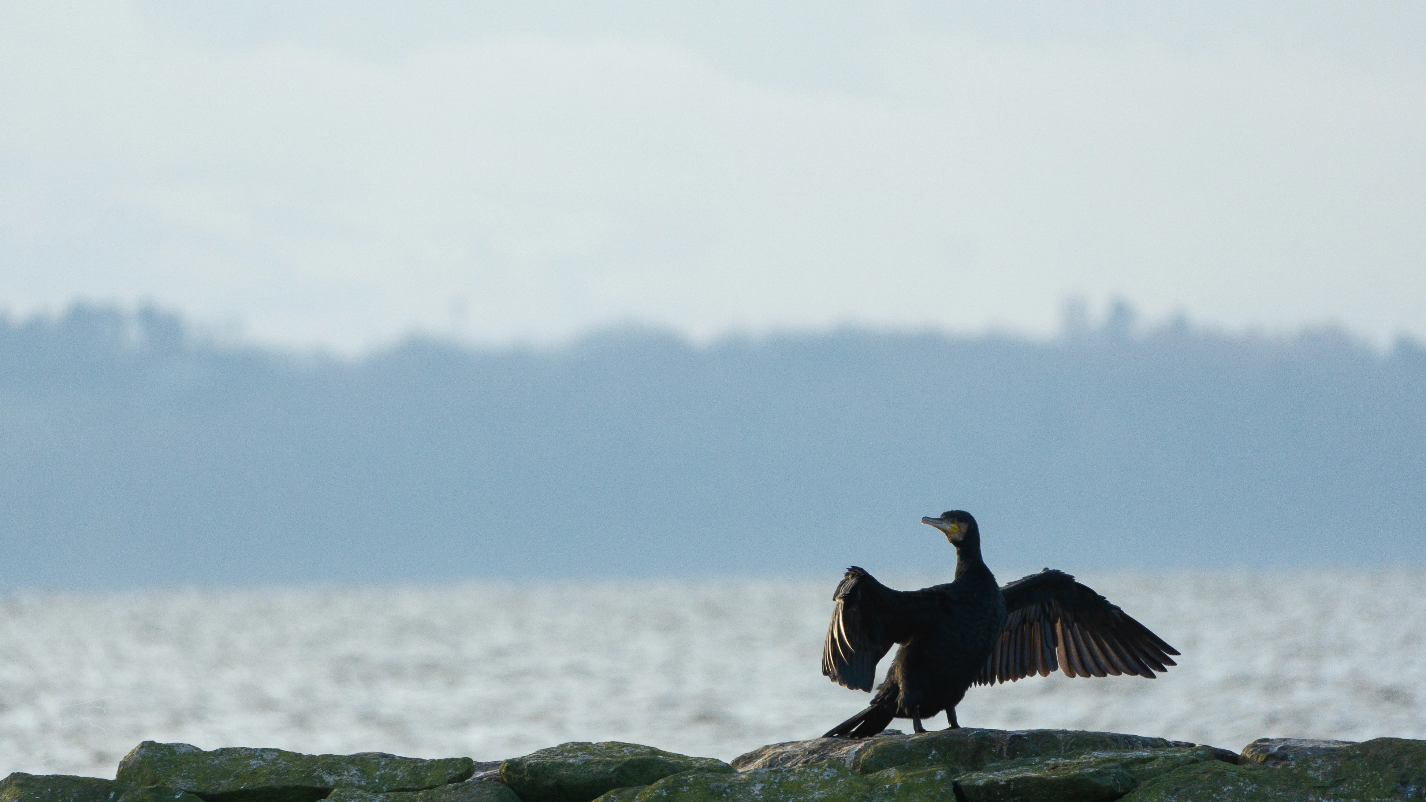 Grand Cormoran (Phalacrocorax carbo)
