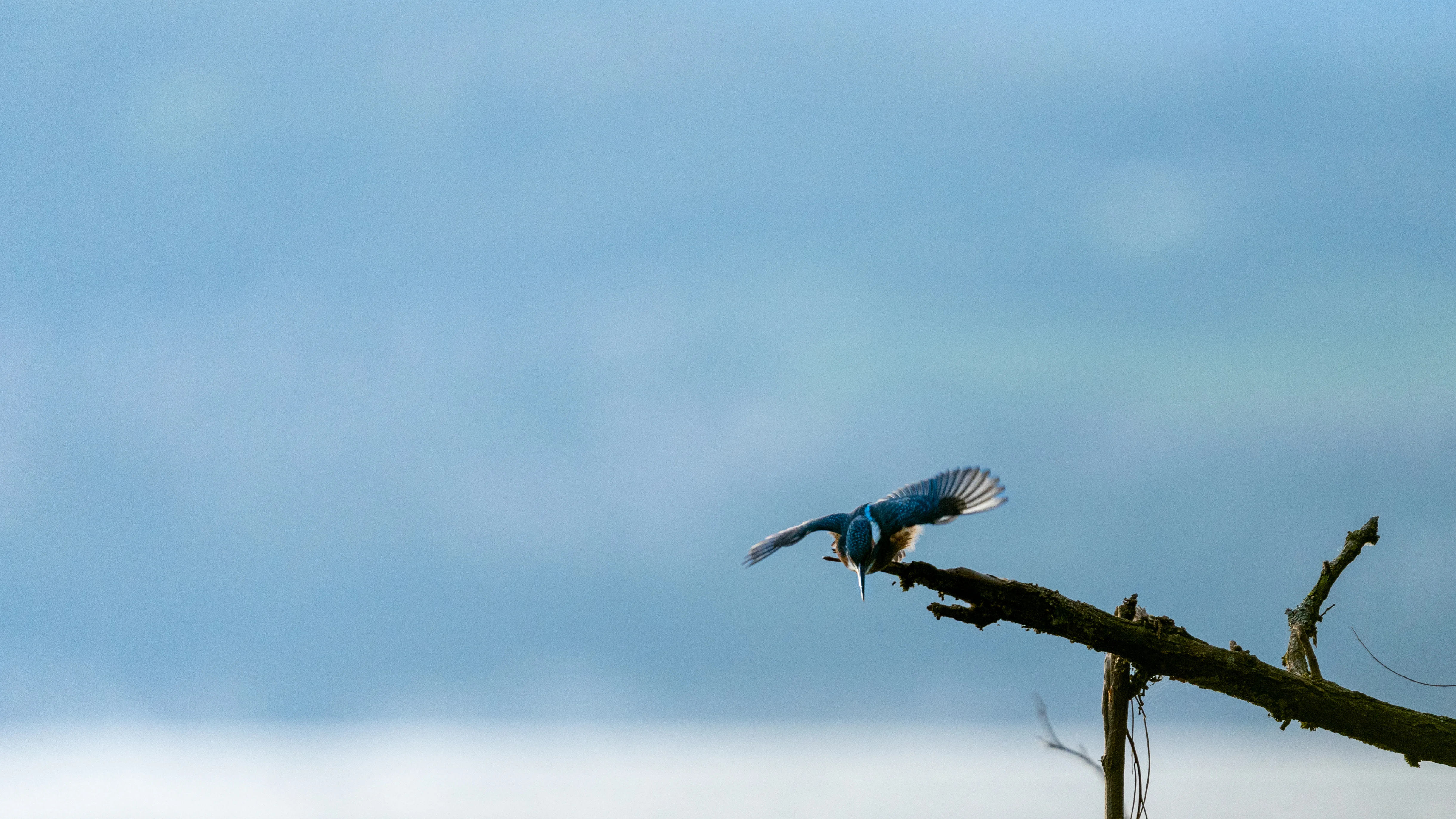Martin-pêcheur d'Europe (Alcedo atthis)