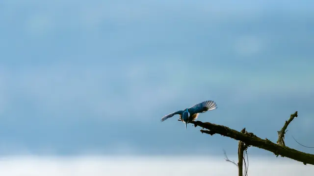 Martin-pêcheur d'Europe (Alcedo atthis)