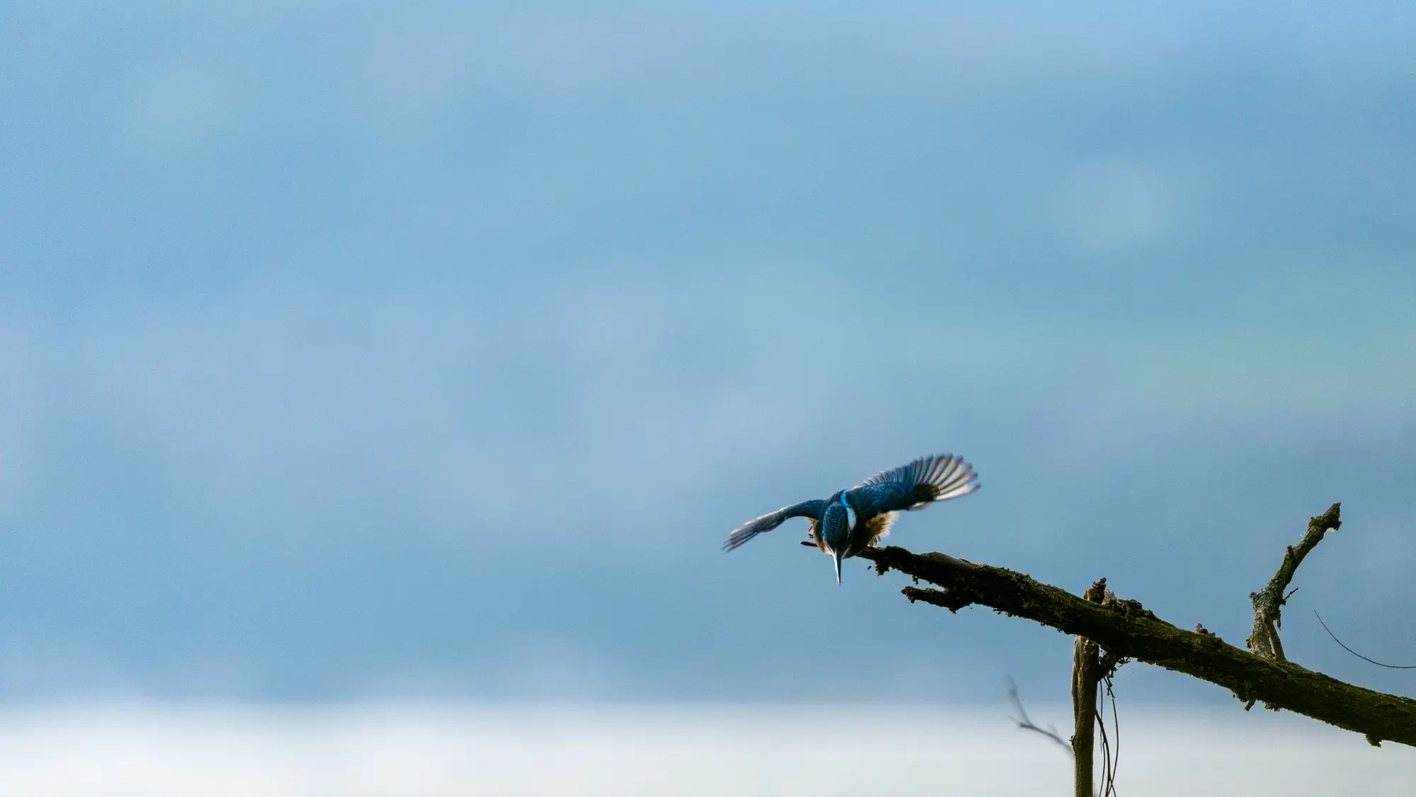 Martin-pêcheur d'Europe (Alcedo atthis)