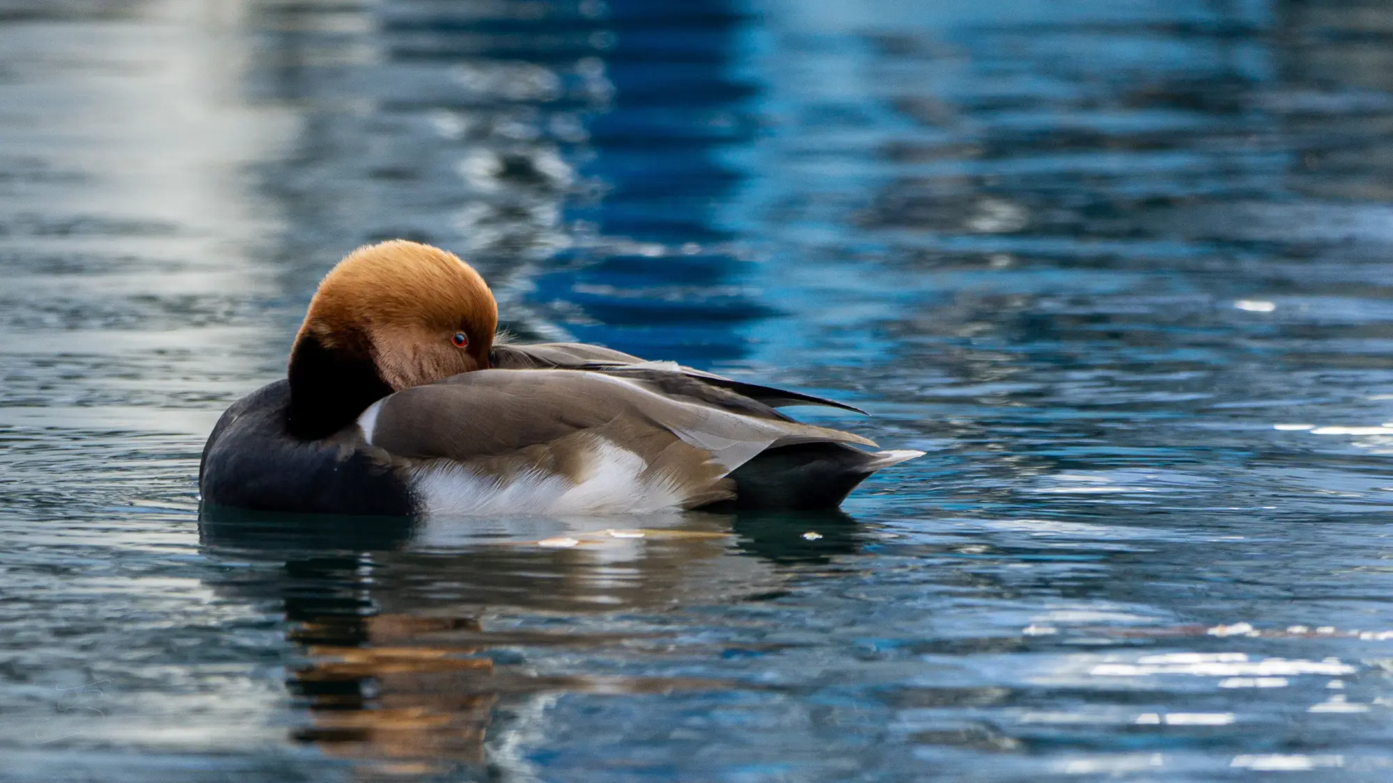 Nette rousse (Netta rufina)