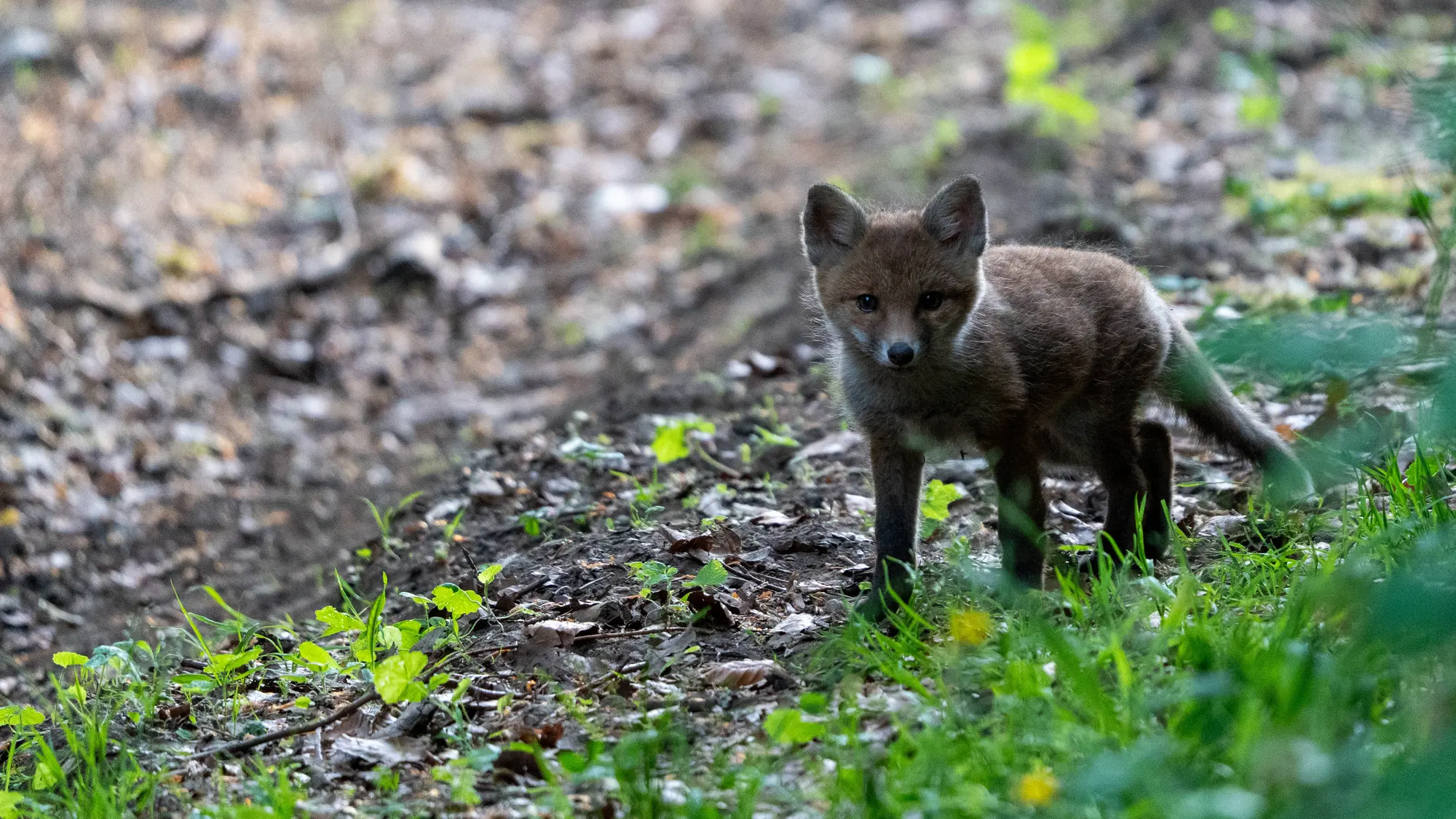 Renard roux (Vulpes vulpes)