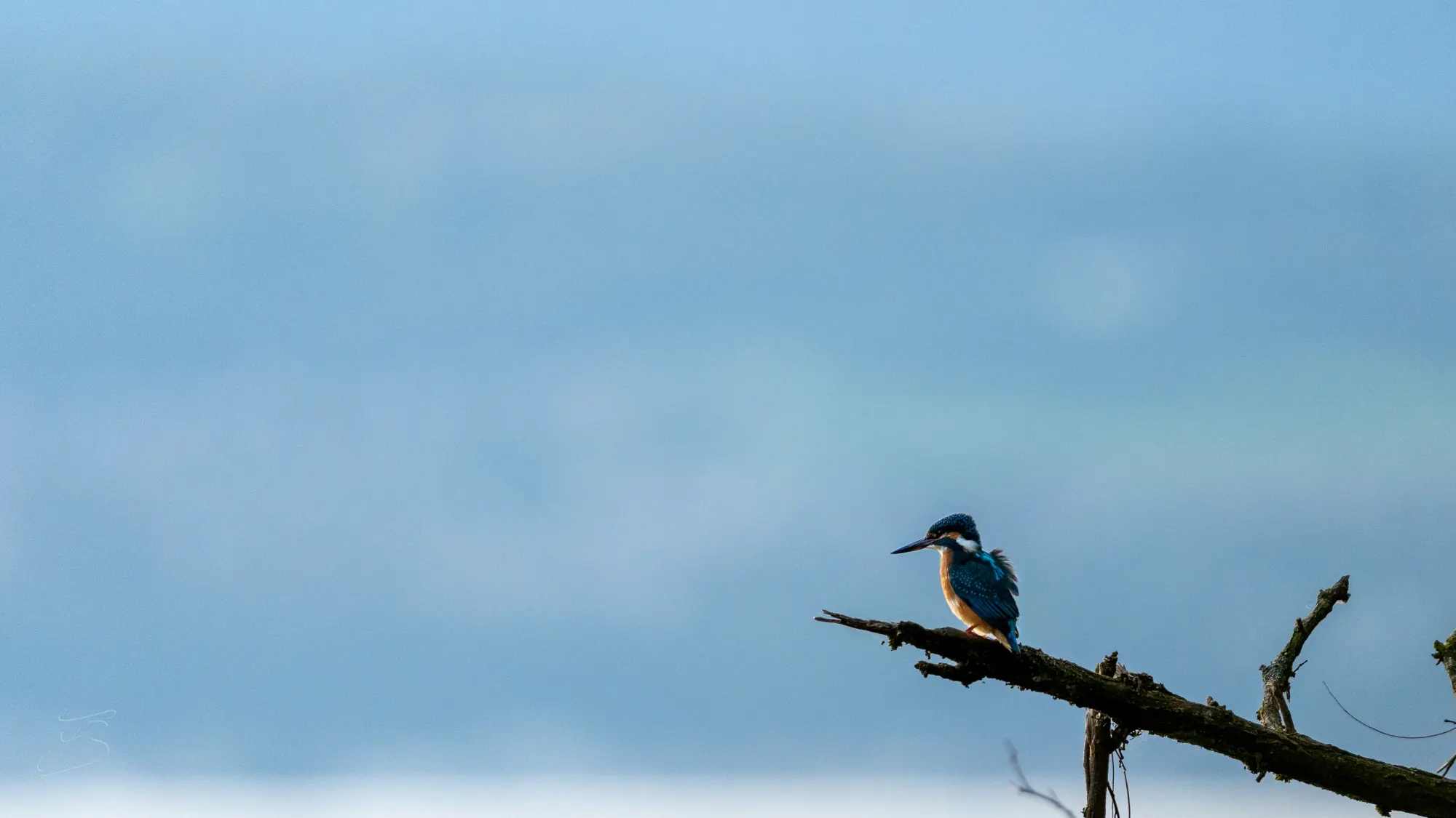 Martin-pêcheur d'Europe (Alcedo atthis)