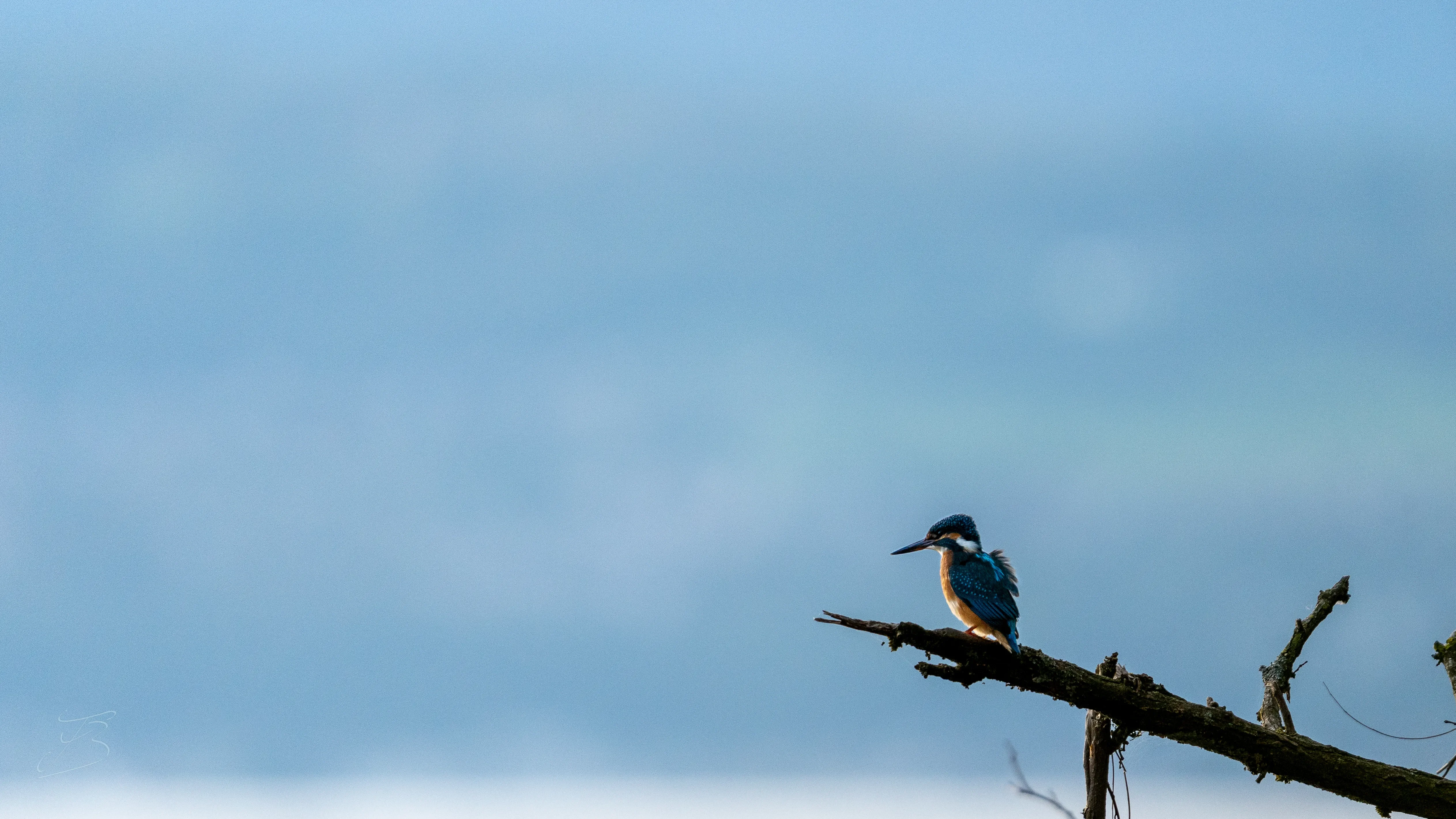 Martin-pêcheur d'Europe (Alcedo atthis)