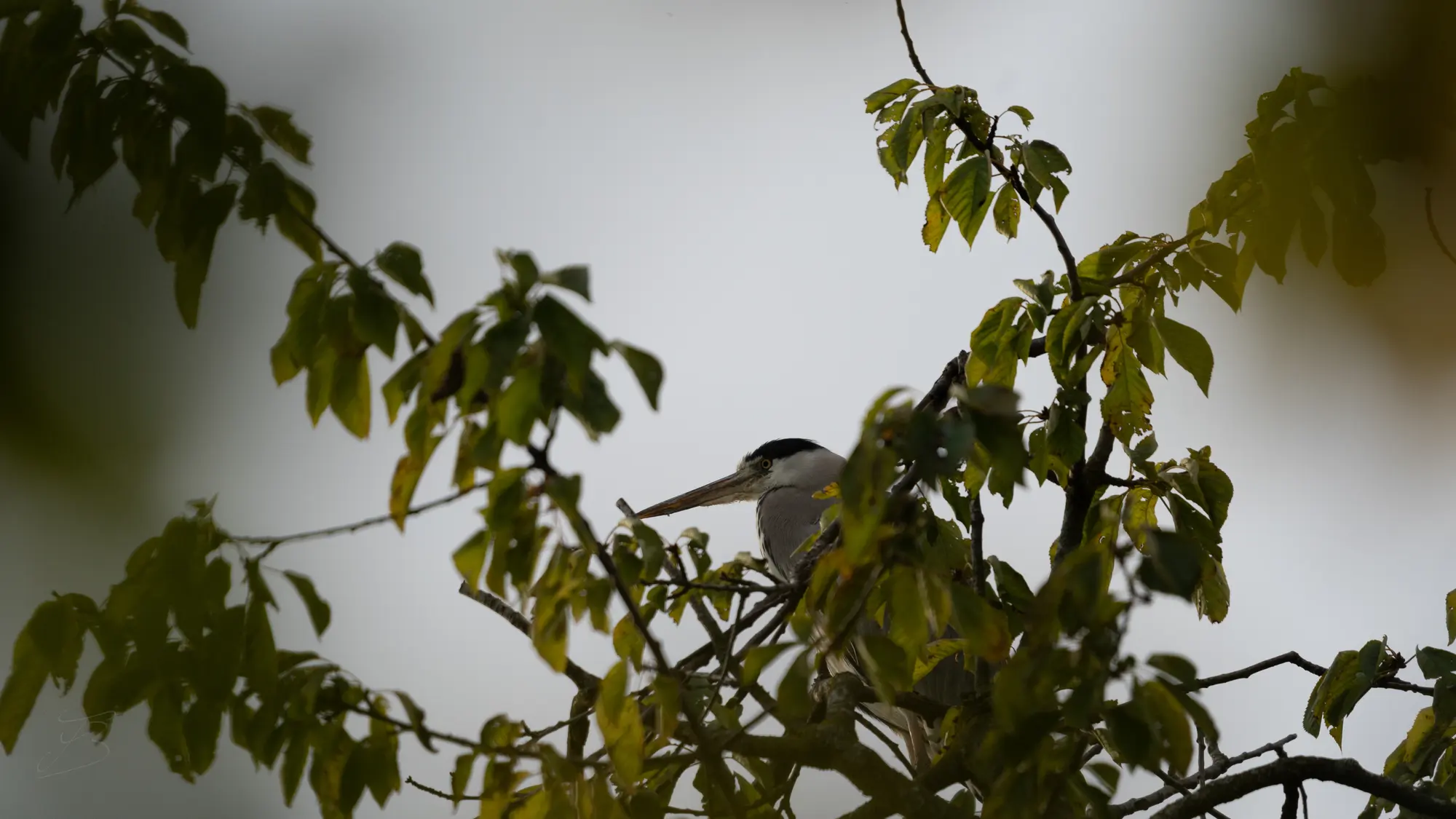 Héron cendré (Ardea cinerea)