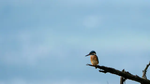 Martin-pêcheur d'Europe (Alcedo atthis)