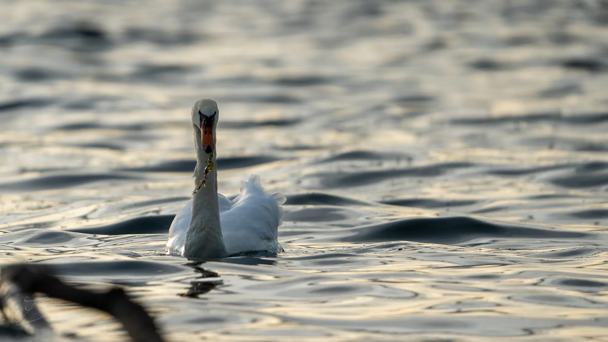 Cygne tuberculé (Cygnus olor)