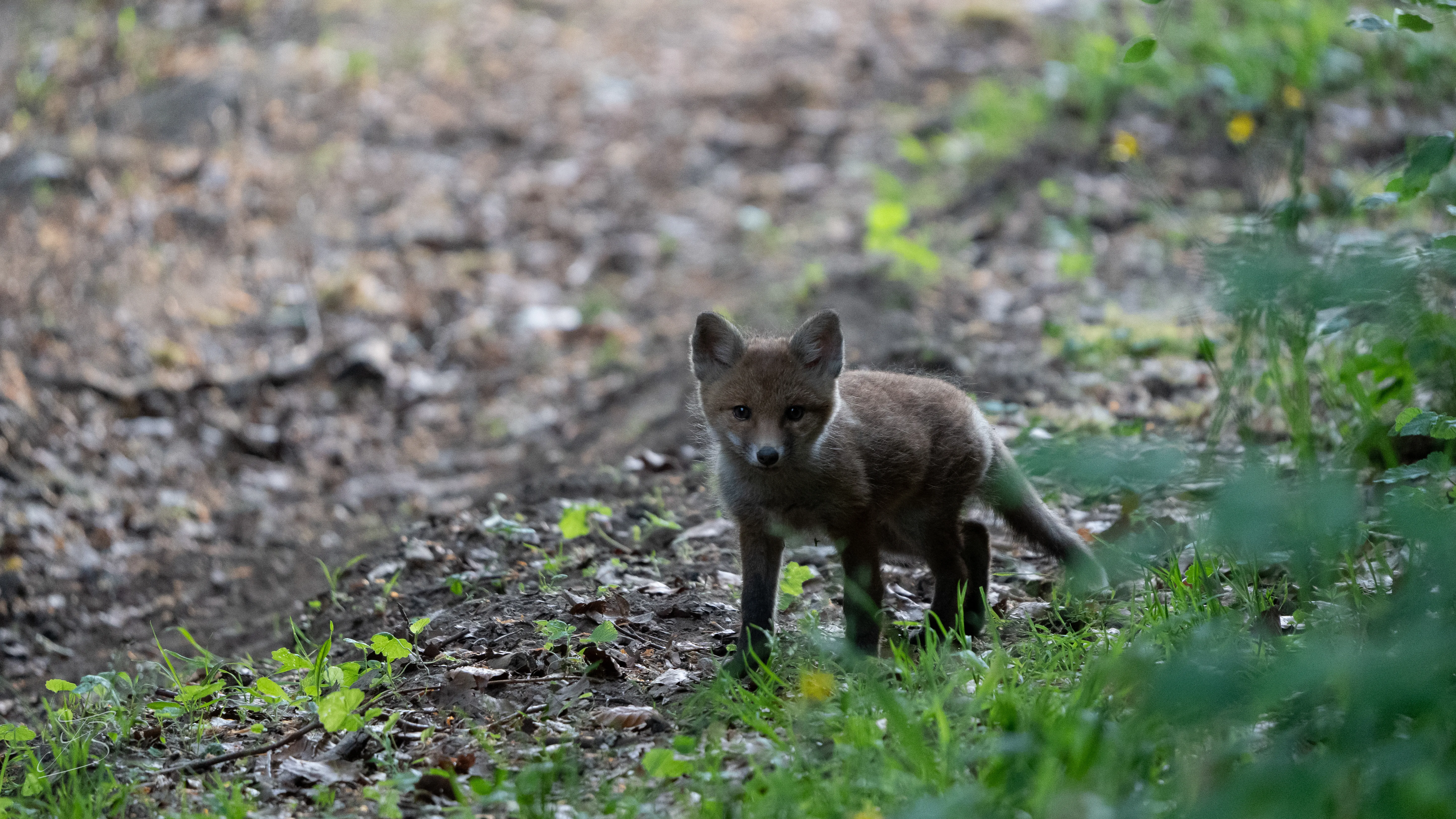 Renard roux