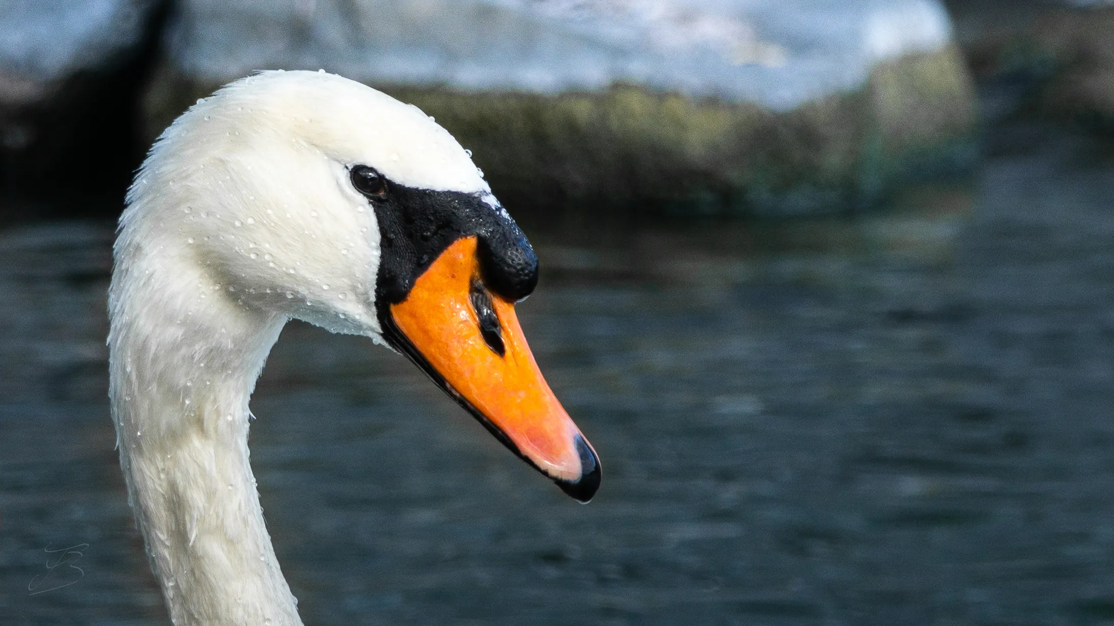 Cygne tuberculé