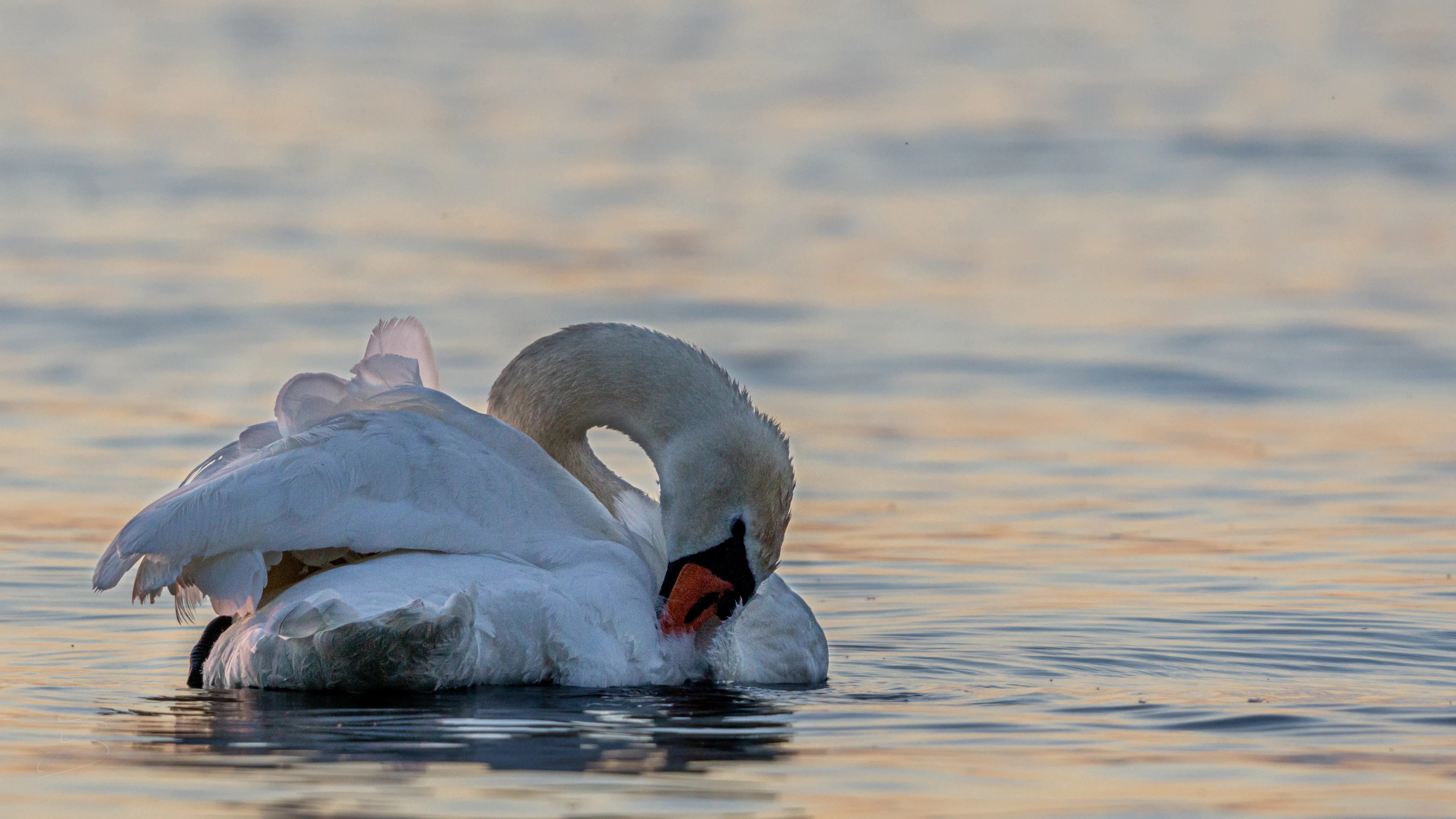 Cygne tuberculé